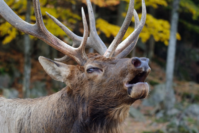 Bull Elk Bugiling