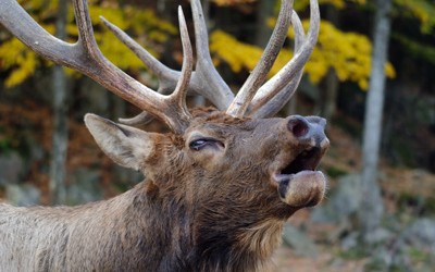 Scent Control Tactics for Elk Hunting