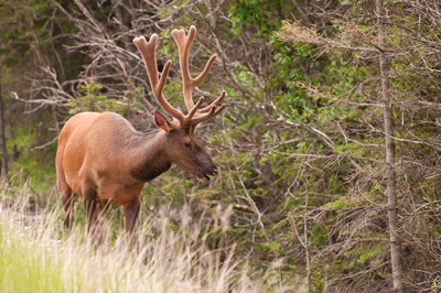 Transporting Elk Meat from the Field