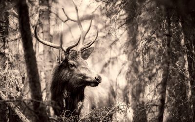 Elk Tactics – Patience is a Virtue, Or Not?