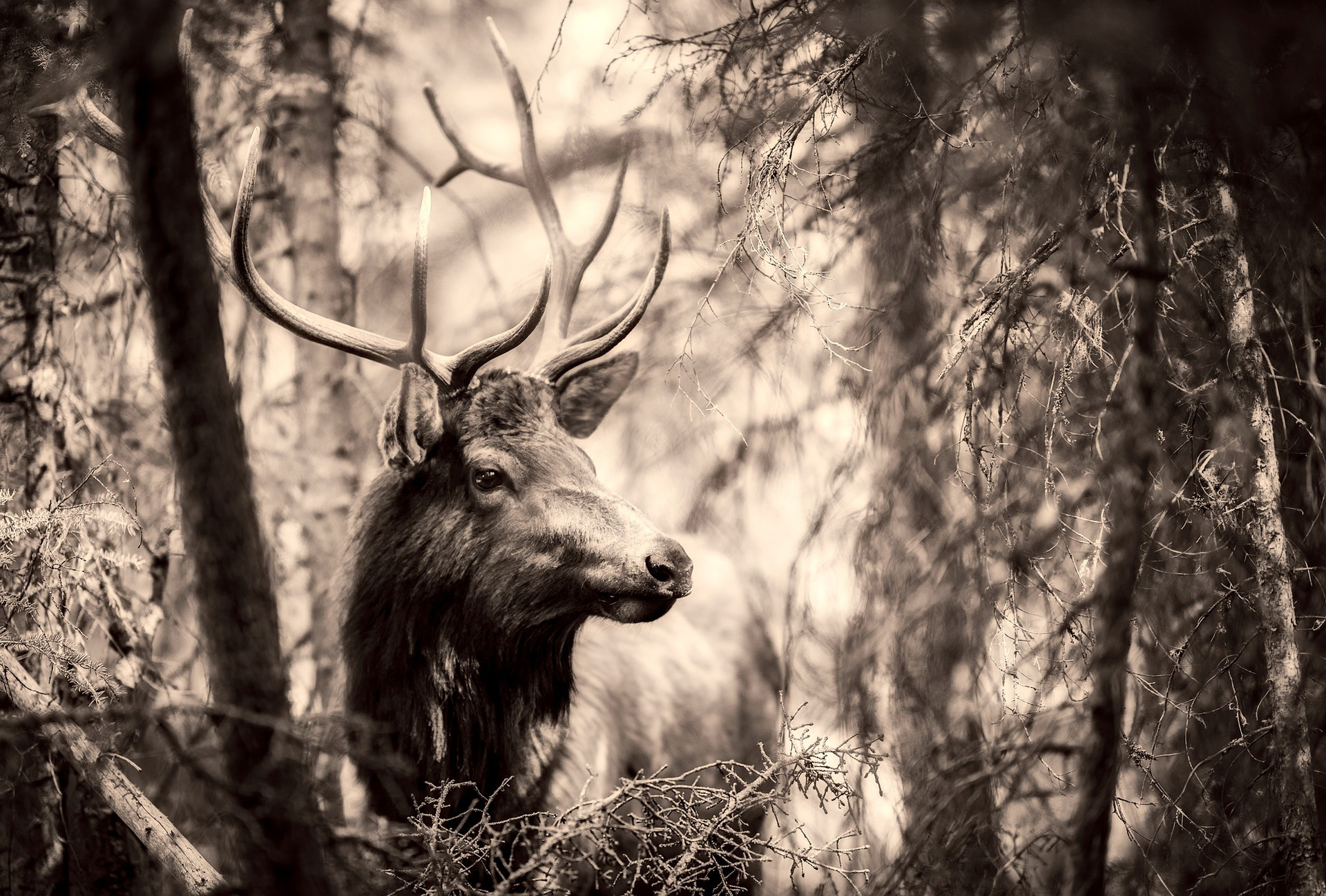 Bull elk looking in heavy timber