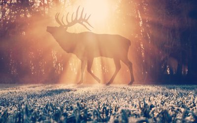 Life Happens – Ups and Downs of an Elk Hunter