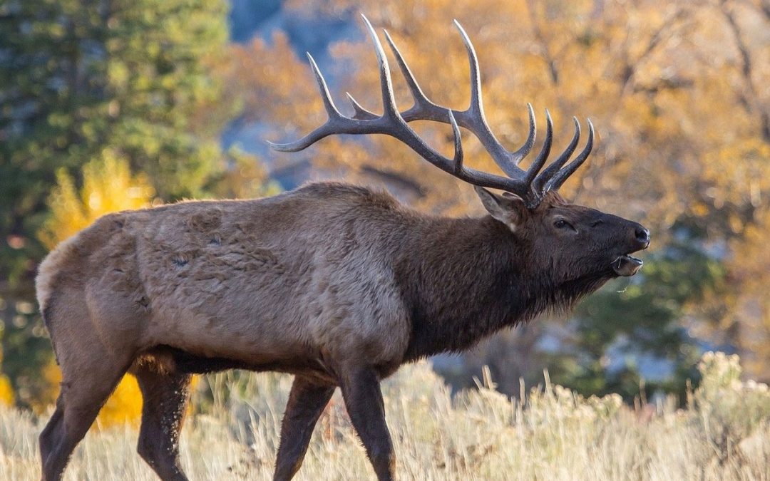 Favorite Elk Calls