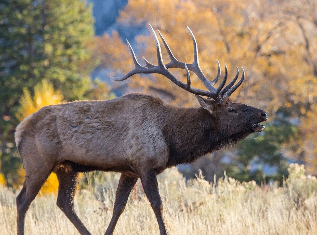 Bugling Bull Elk