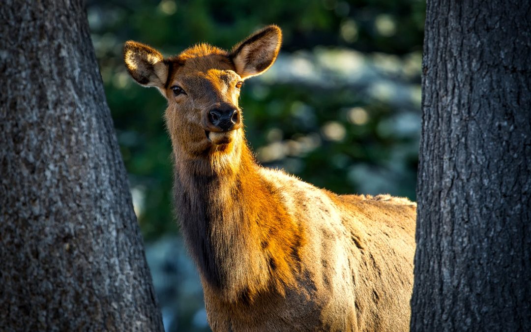 Elk Hunting Scent Control Products