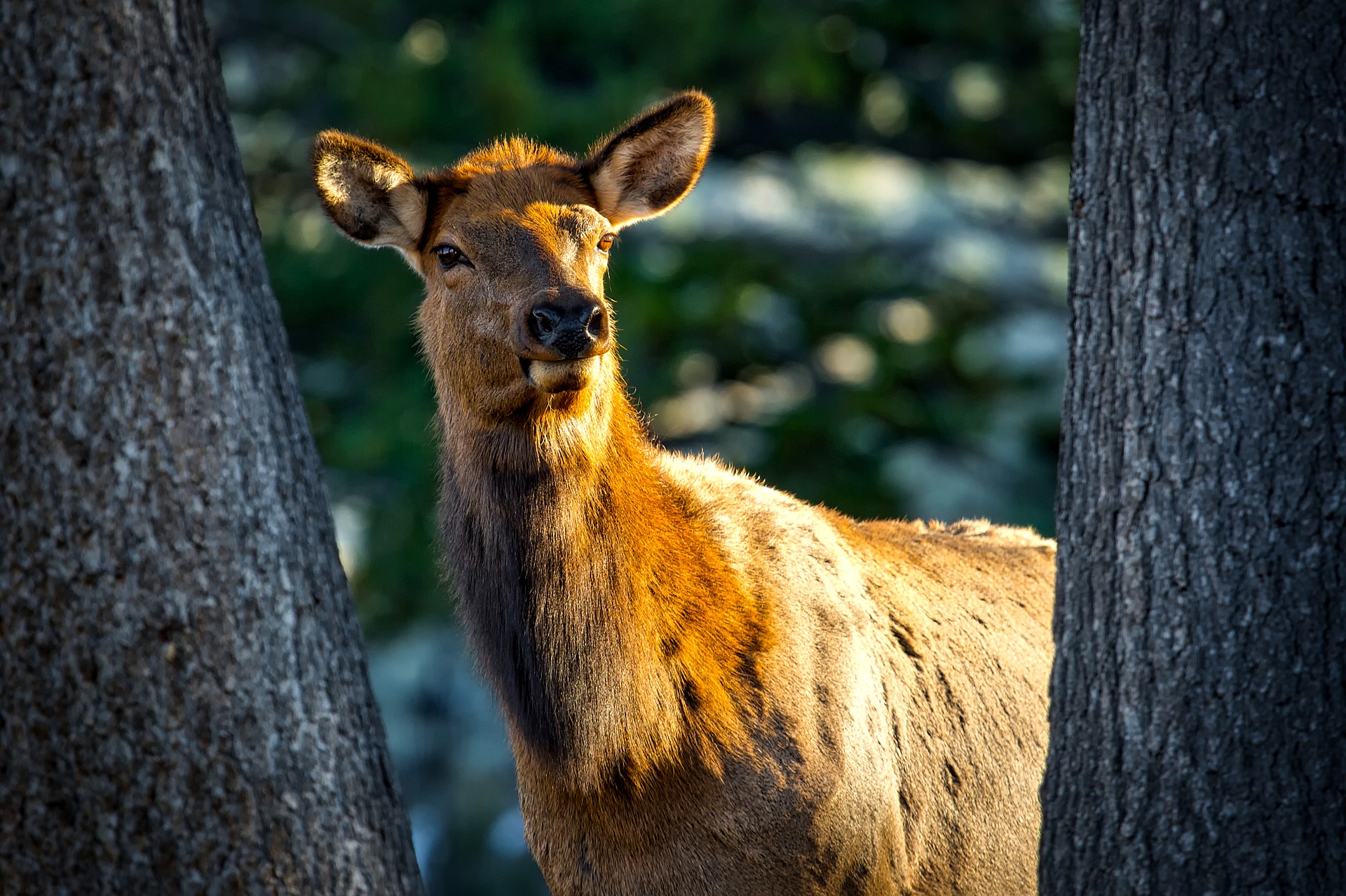 Hunting Scent Control