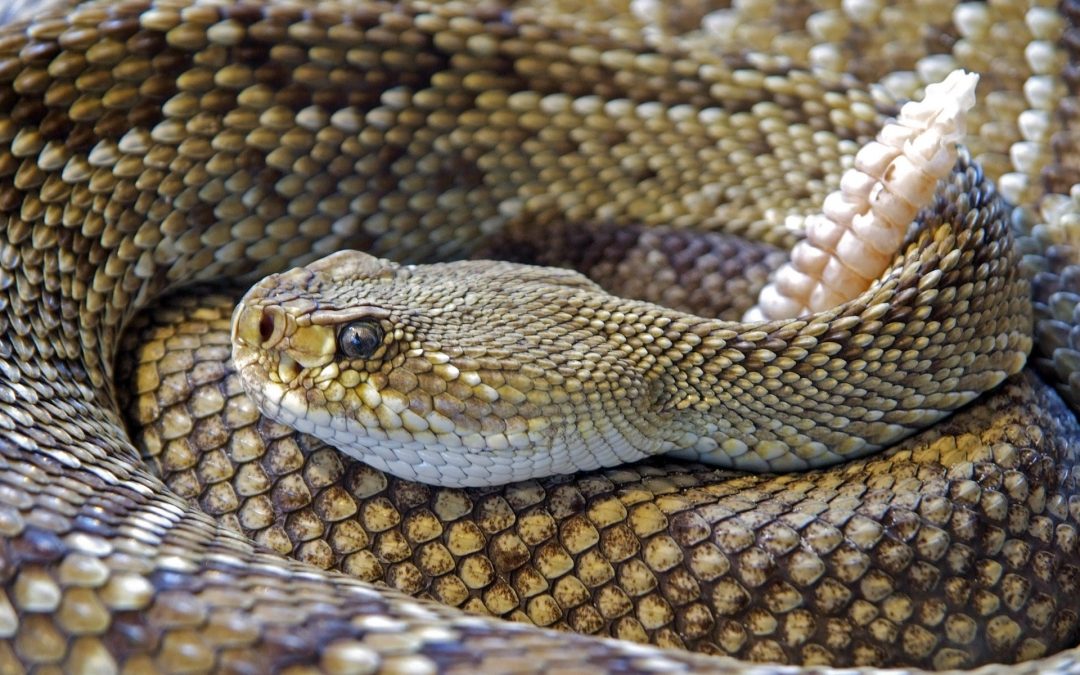 Rattlesnakes and Hunting