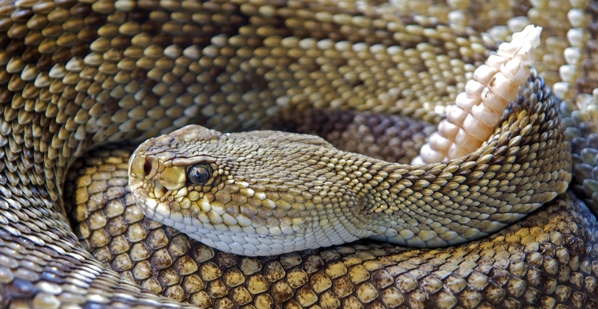 Rattlesnake hunting store boots