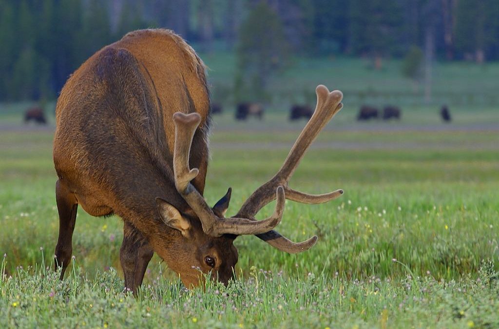 2018 Archery Elk Hunt Video
