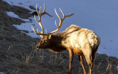 Elk Hunting Adventure for Christmas