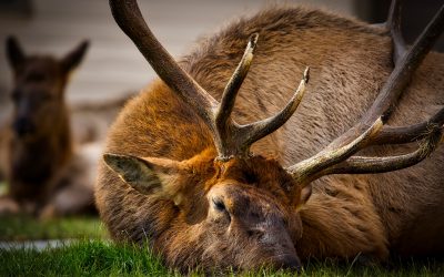 Elk Hunting Application Deadlines