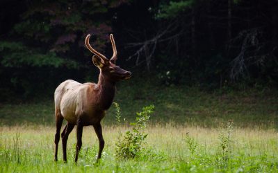 Elk Hunting Success Tip: Time In The Woods