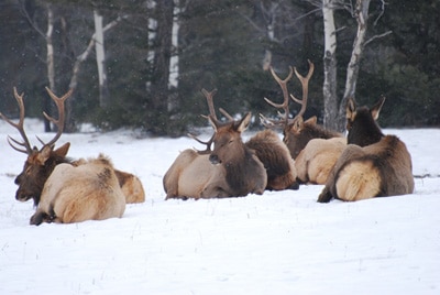 Elk Hunting Gaiters – Video