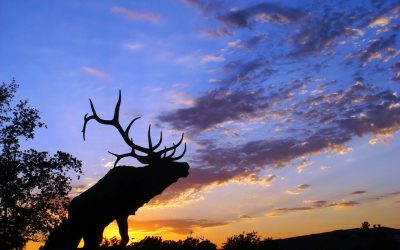 Elk Hunting Success [Video]
