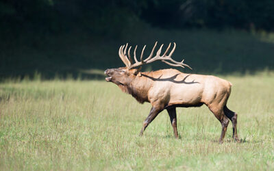 Plan Your Elk Hunt Now!