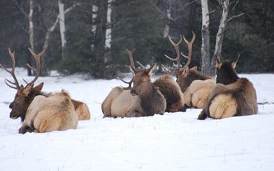 Elk Hunting Gaiters – Video
